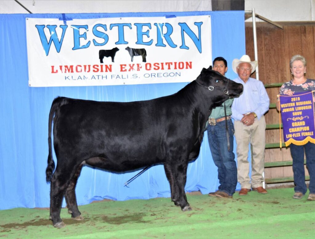 Four people stand behind a black cow at the Western Limousin Exposition in Klamath Falls, Oregon. A woman on the right holds a purple and gold champion banner. A blue and white event sign hangs in the background.