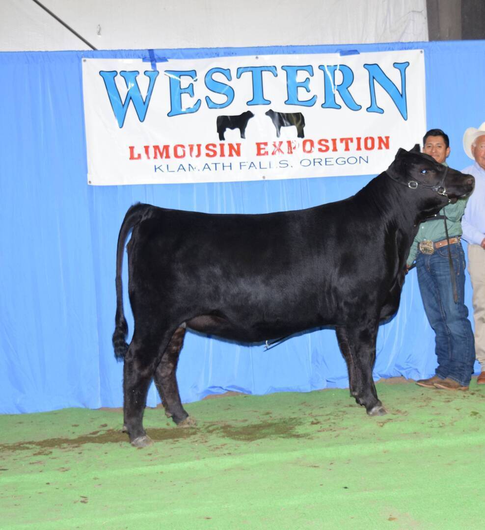 A black Limousin cow stands in front of a blue curtain with a Western Limousin Exposition, Klamath Falls, Oregon banner, next to two people wearing jeans, shirts, and cowboy hats.