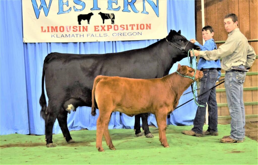 Two people stand beside a large black cow and a small brown calf at the Western Limousin Exposition in Klamath Falls, Oregon. A banner hangs behind them, and the animals are held on green lead ropes.