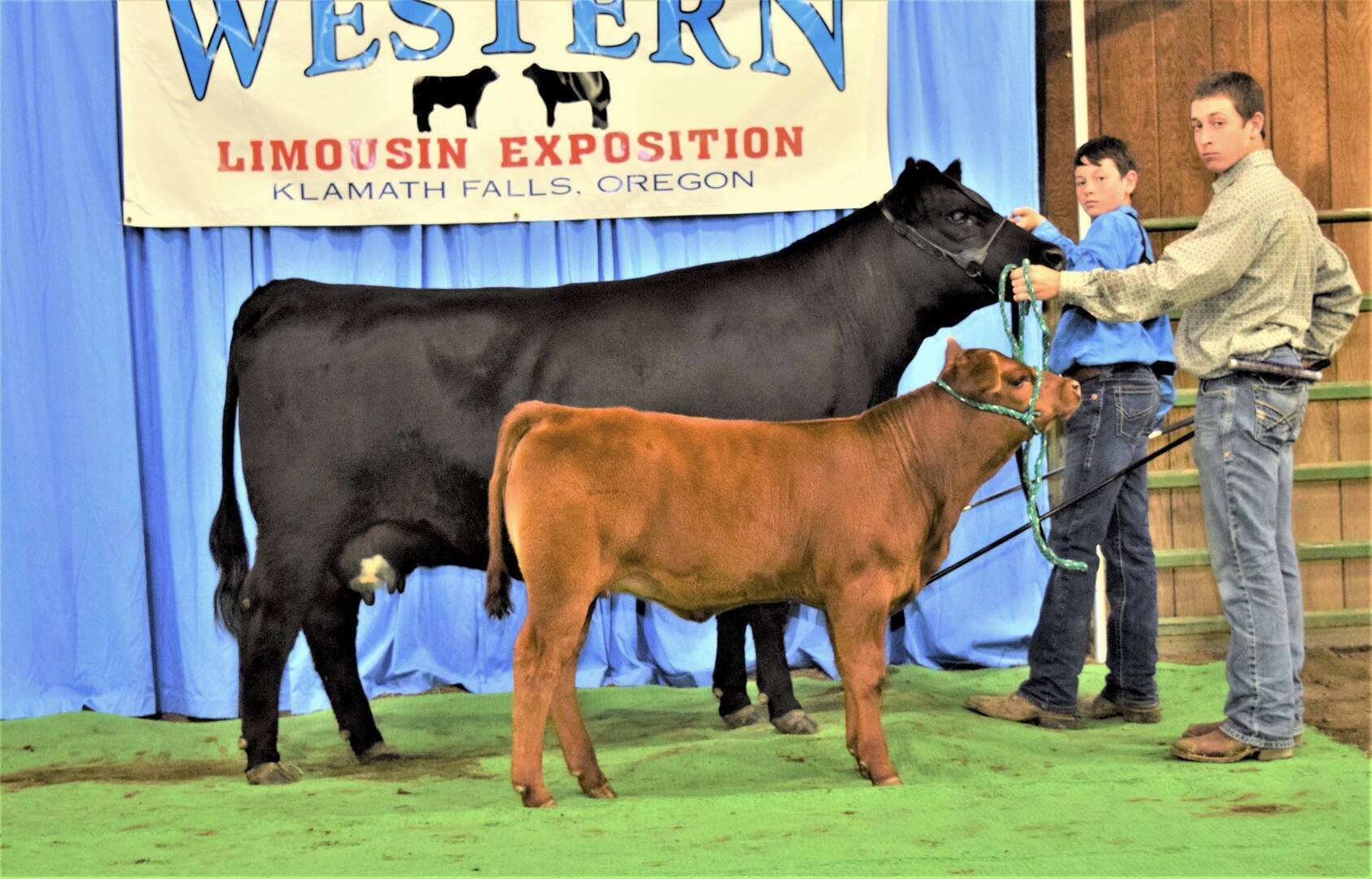 Two people stand with a black cow and a brown calf in front of a blue curtain and a banner that reads “Western Limousin Exposition, Klamath Falls, Oregon.”.