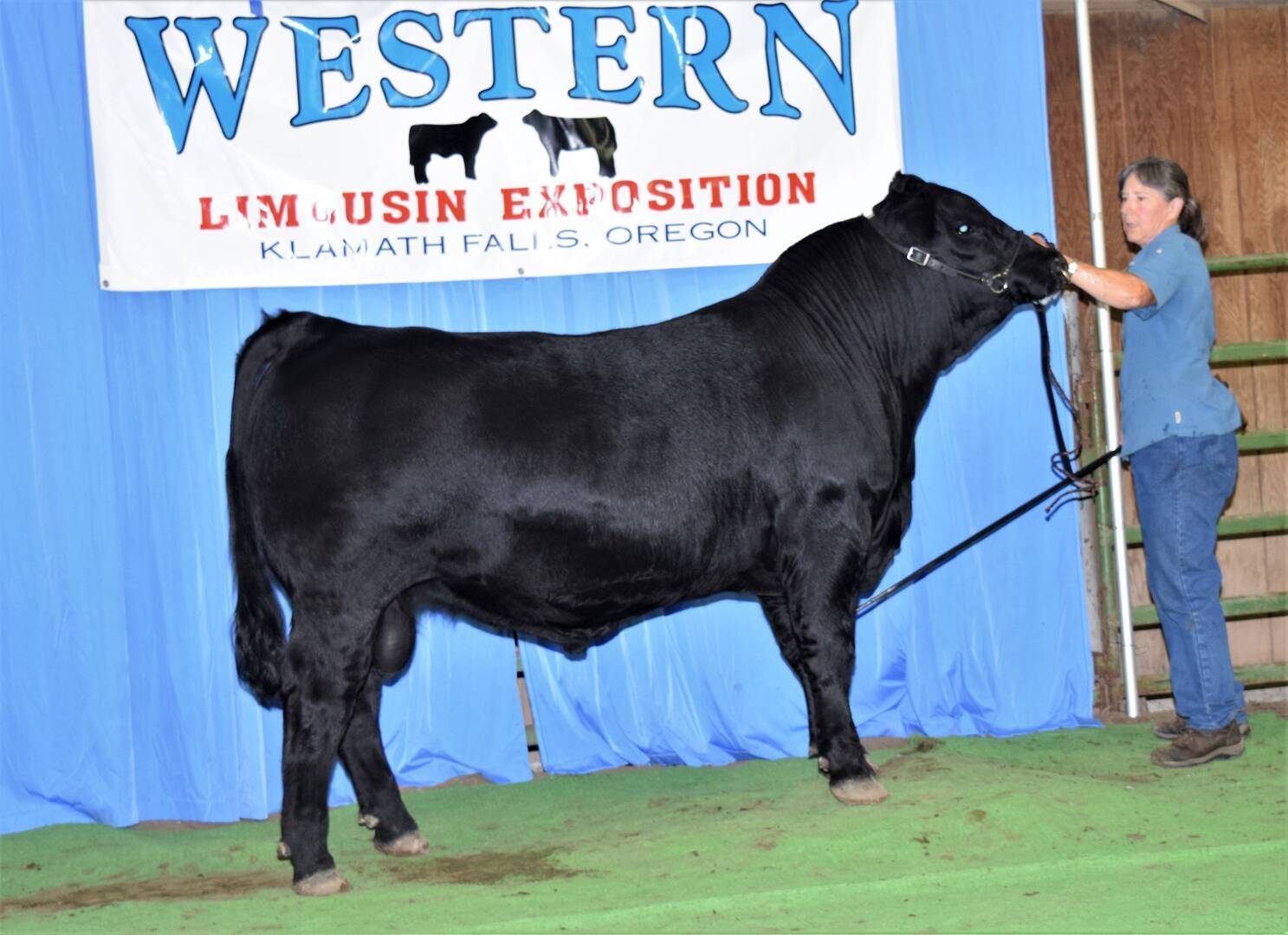 A person holds a large black bull on a leash in front of a blue curtain and a banner reading Western Limousin Exposition, Klamath Falls, Oregon. The bull stands on green flooring, facing right.