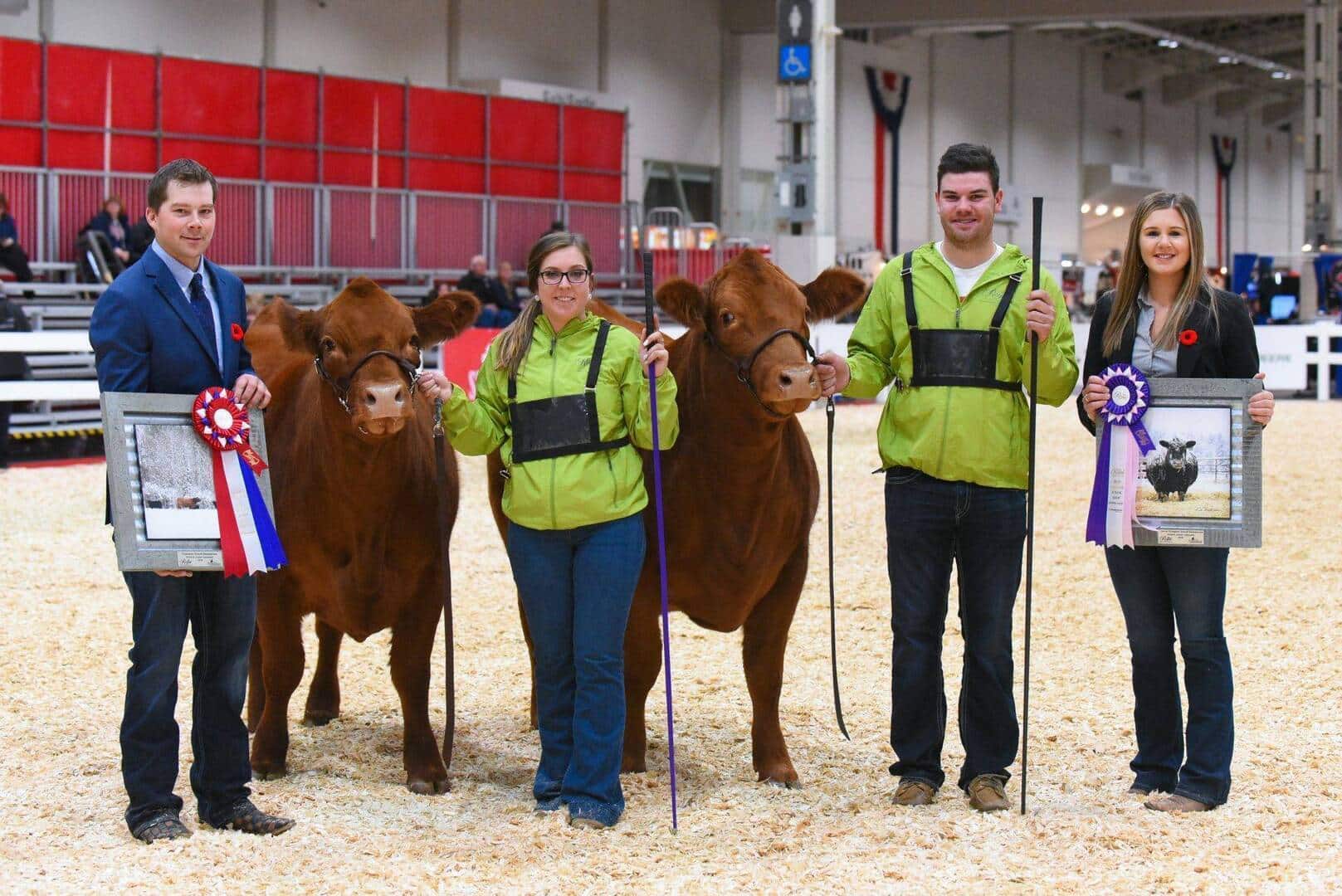 Four people stand in a livestock show arena with two brown cows, each holding awards and framed pictures. The group is smiling, and the setting appears to be an indoor exhibition hall.