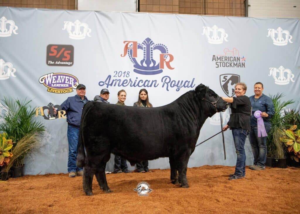 A group of people pose with a large black steer and a purple ribbon at the 2018 American Royal livestock show, standing in front of a branded backdrop with plants on either side.
