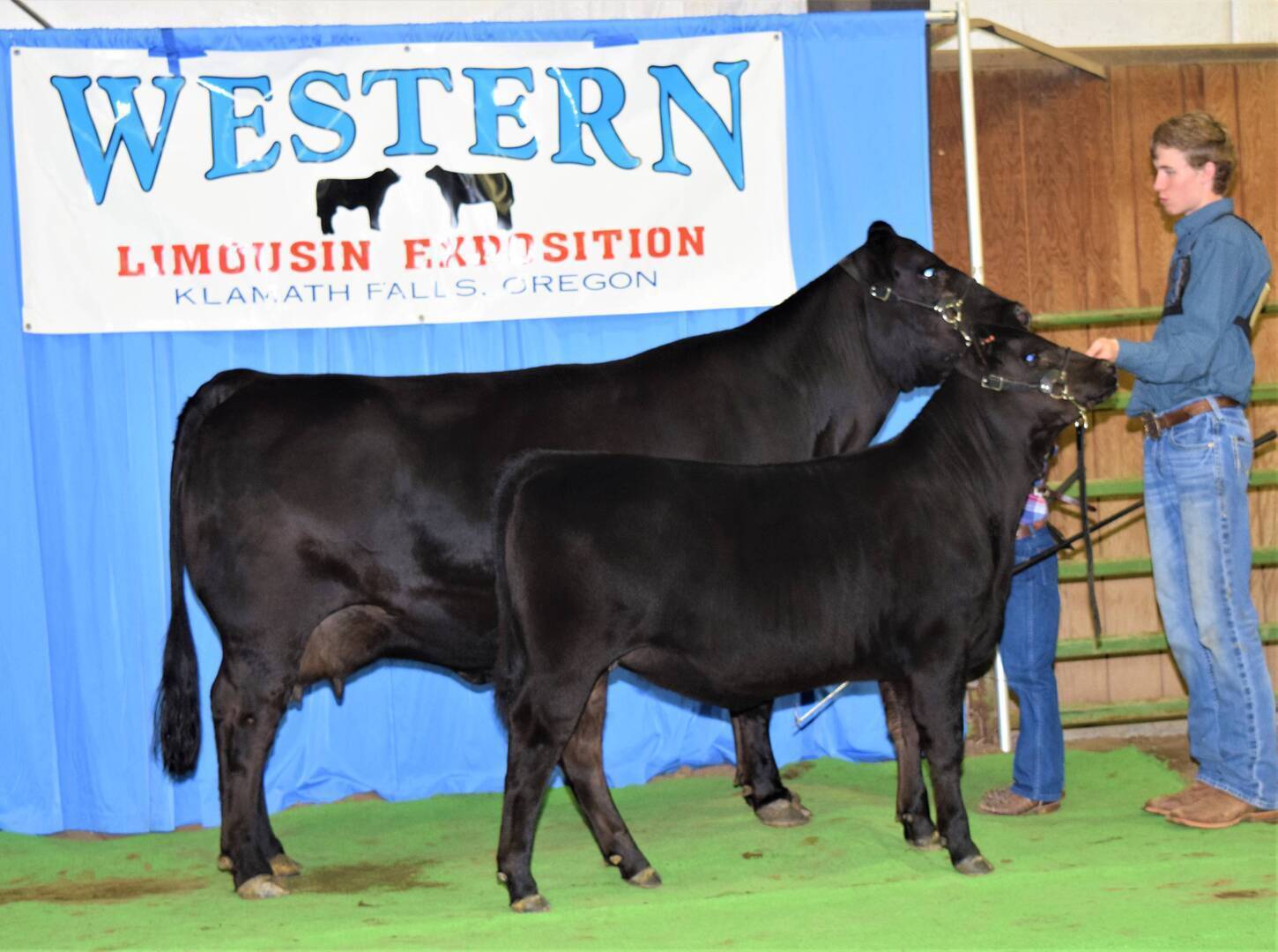 A young person holds two black Limousin cattle, an adult and a calf, in front of a blue curtain and a banner reading Western Limousin Exposition, Klamath Falls, Oregon.