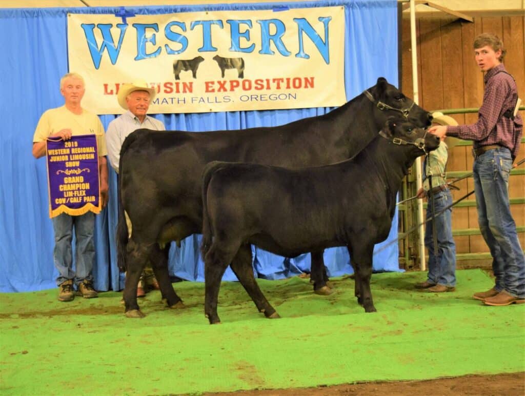 Four people stand with two black cattle in front of a Western Limousin Exposition banner. One person holds a champion banner. The scene takes place indoors on green turf in Klamath Falls, Oregon.