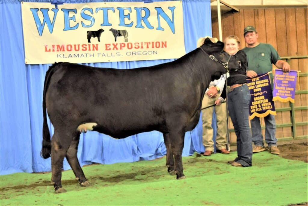 A black cow stands in front of a blue curtain and a Western Limousin Exposition sign. Three people stand behind the cow, one holding a prize banner. The setting appears to be an indoor livestock show.