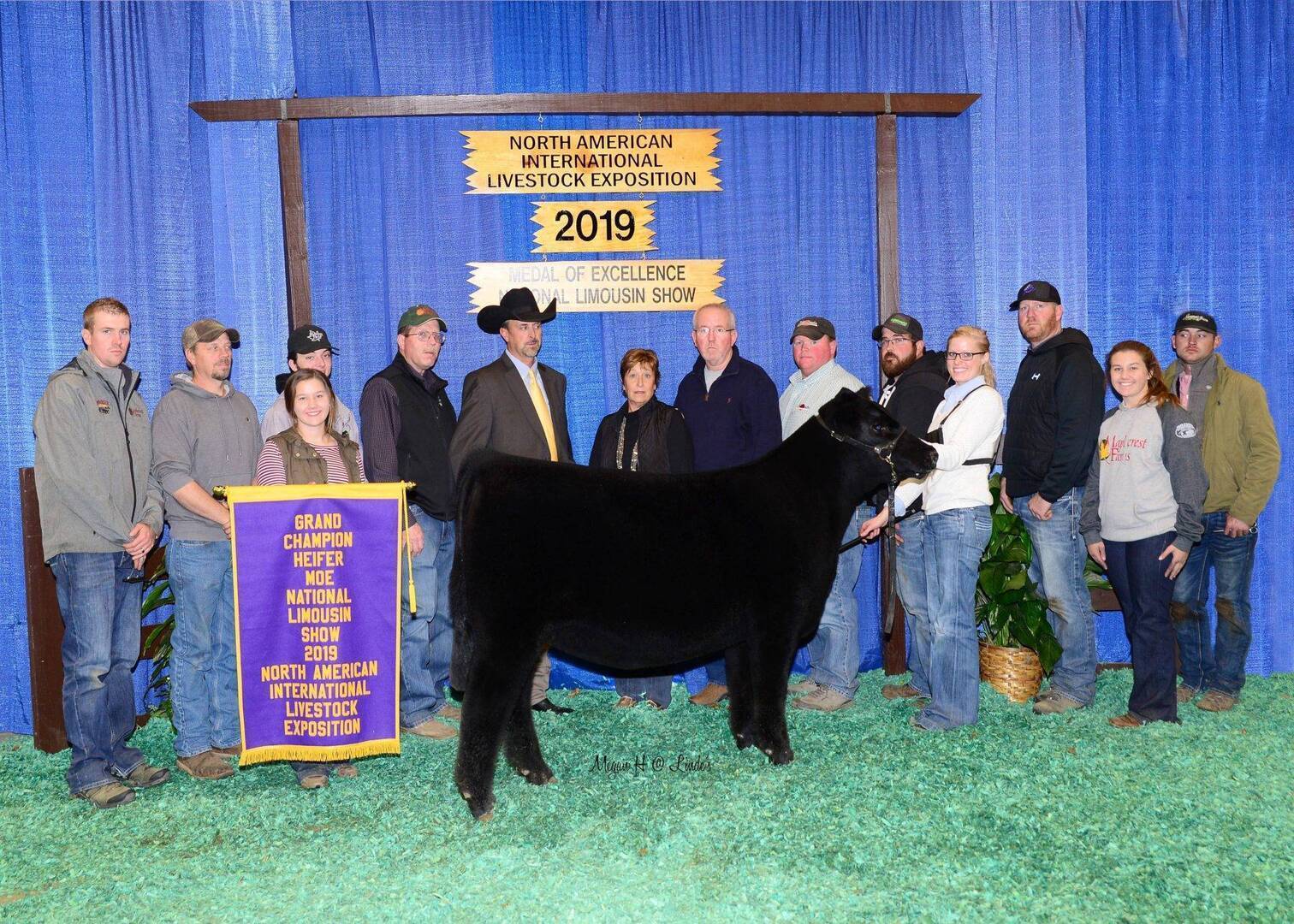 A group of people pose with a black cow at the 2019 North American International Livestock Exposition. A banner reads Brand Champion Heifer, North American International Livestock Exposition. Blue curtains and signs are in the background.