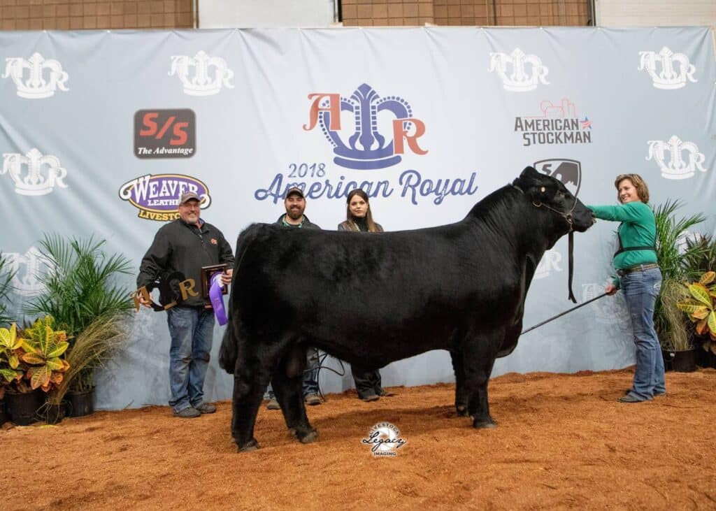 Four people stand with a prize-winning black steer at the 2018 American Royal livestock show. The backdrop displays sponsor logos and event branding. Two people hold ribbons, and plants decorate the scene.