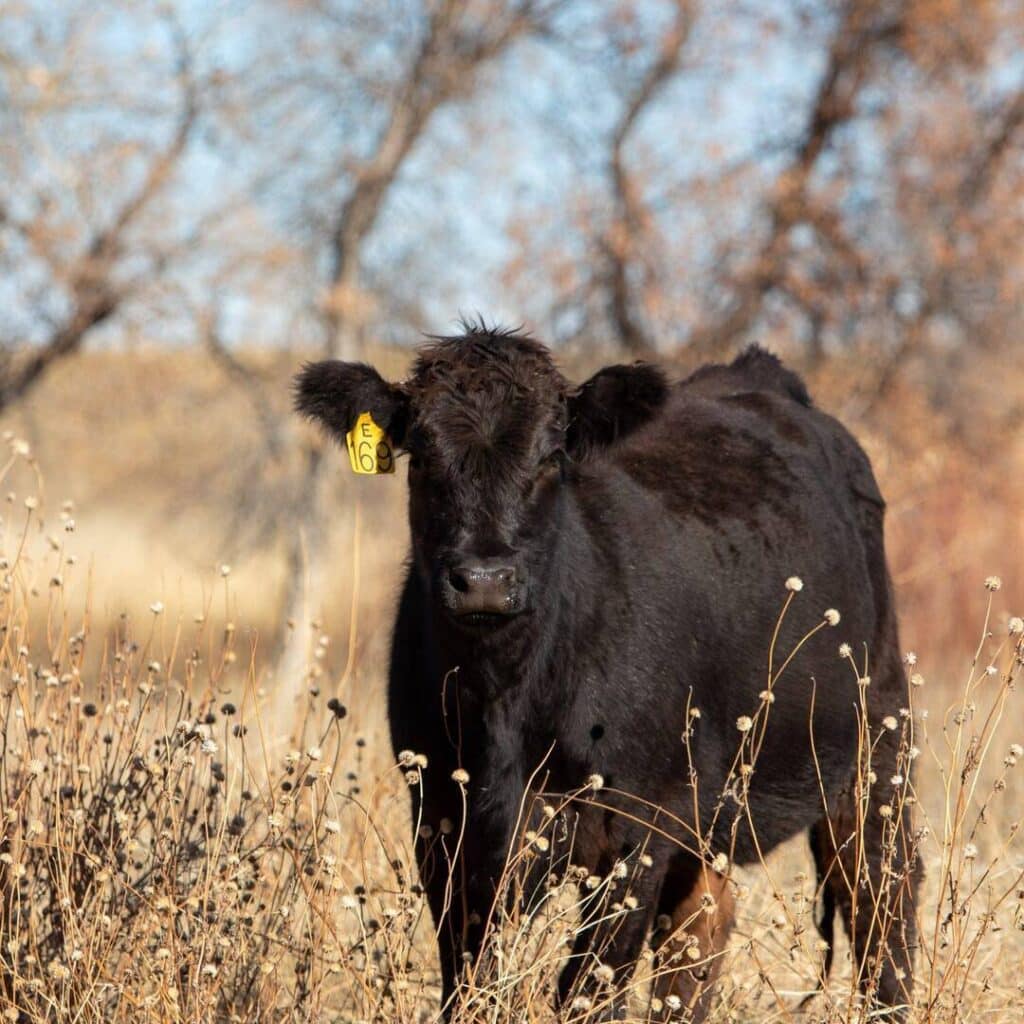 A black calf with a yellow ear tag labeled E16 stands in a dry, grassy field with leafless trees in the background.