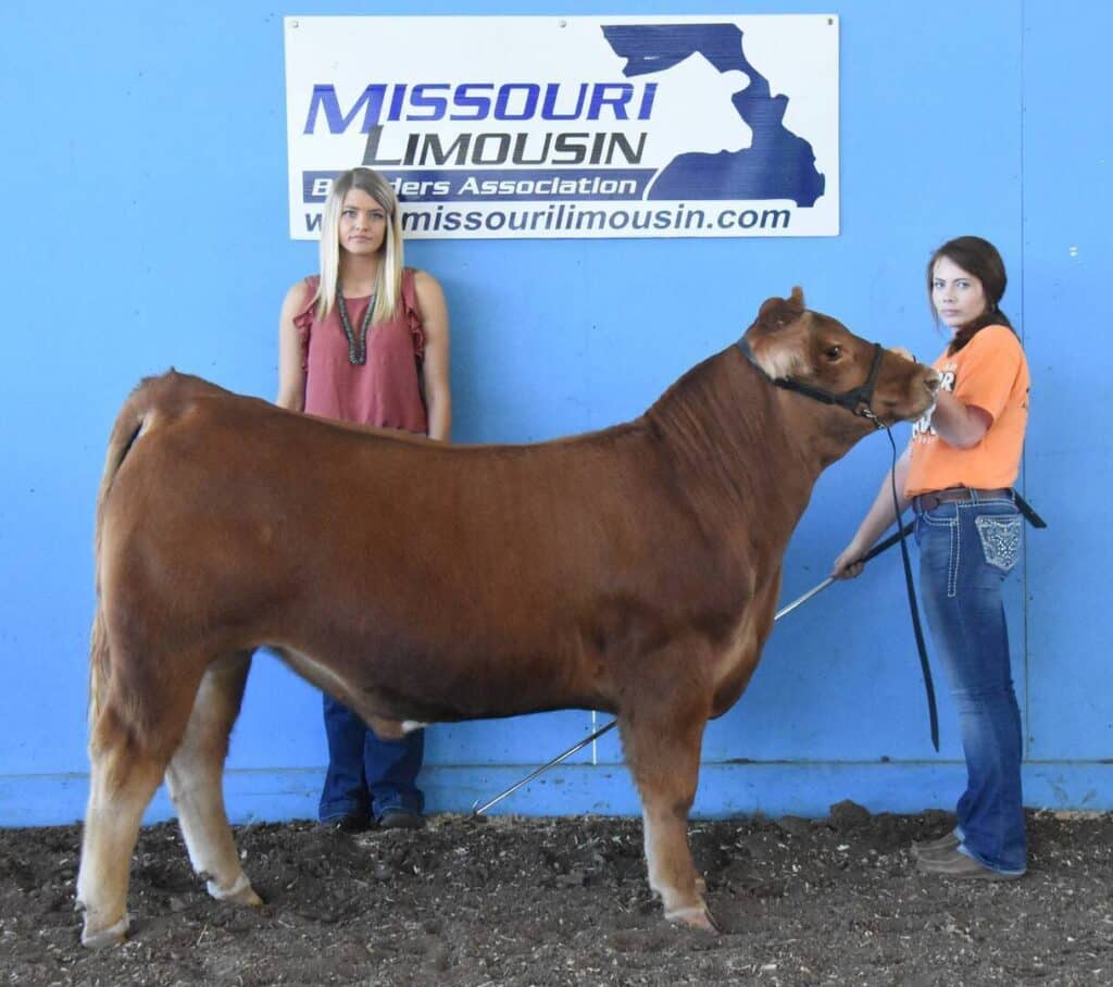 Two young women stand with a brown cow in front of a blue wall and a “Missouri Limousin Breeders Association” sign. One woman holds the cows lead while the other stands beside them.