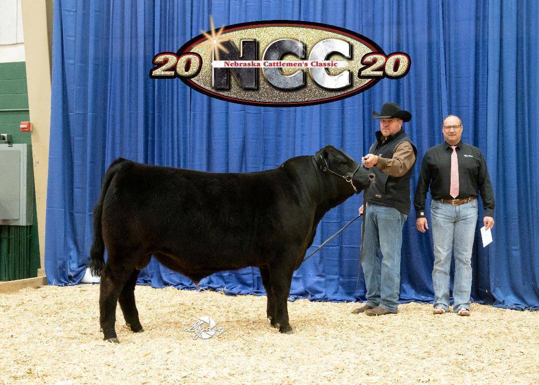 A black cow stands on wood shavings in front of a blue curtain, with two men beside it at the 2020 Nebraska Cattlemen’s Classic event. A large logo and “2020” signage appear above them.
