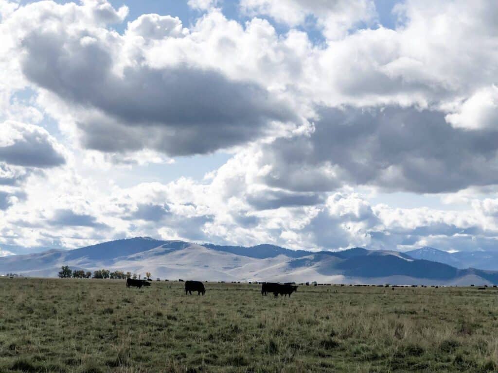 Cows graze on a grassy field under a partly cloudy sky, with distant rolling hills and mountains in the background.