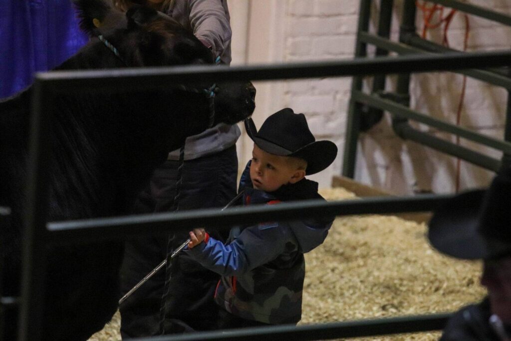 A young boy in a black cowboy hat holds a rope, guiding a large black cow inside a pen at a livestock show, with straw on the ground and metal railings around them.
