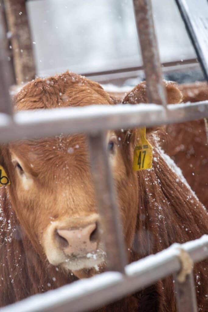 A brown cow with yellow ear tags, including one labeled 47, stands behind metal bars with snow on its fur and the bars. Snowflakes are falling around the cow.