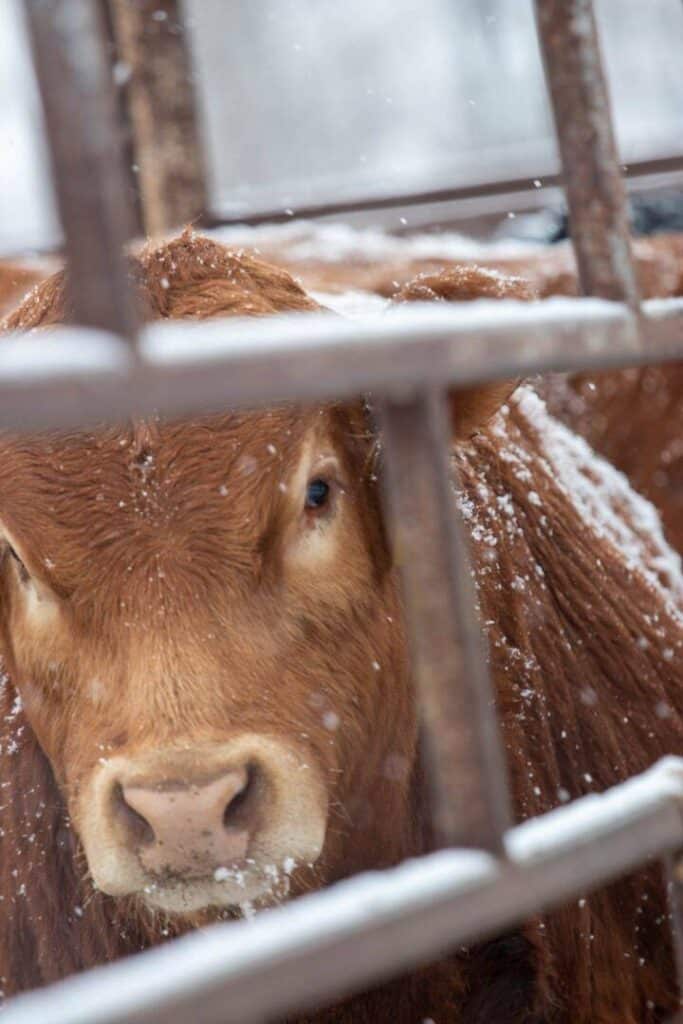 A brown cow with a dusting of snow on its fur stands behind metal bars, looking through them on a snowy day.