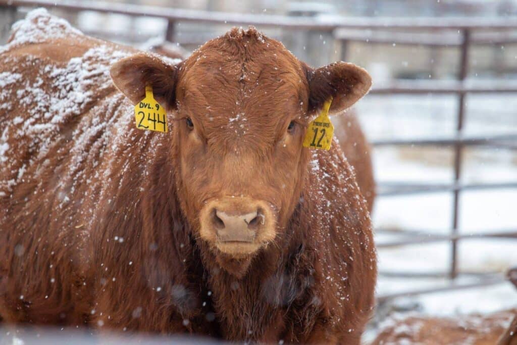 A brown cow with yellow ear tags stands outside in a snowy pen, snowflakes visible on its back and in the air. The background shows a metal fence and a wintry landscape.