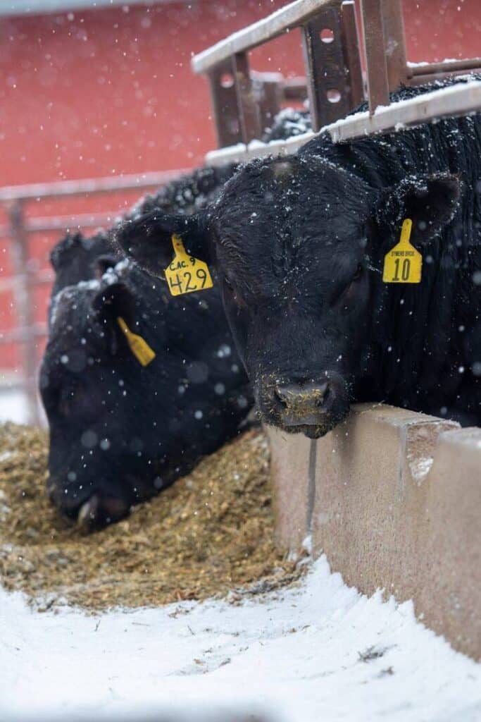 Two black cows with yellow ear tags eat hay from a trough in a snowy outdoor pen. Snowflakes are falling, and the ground is covered in snow. A red barn is visible in the background.