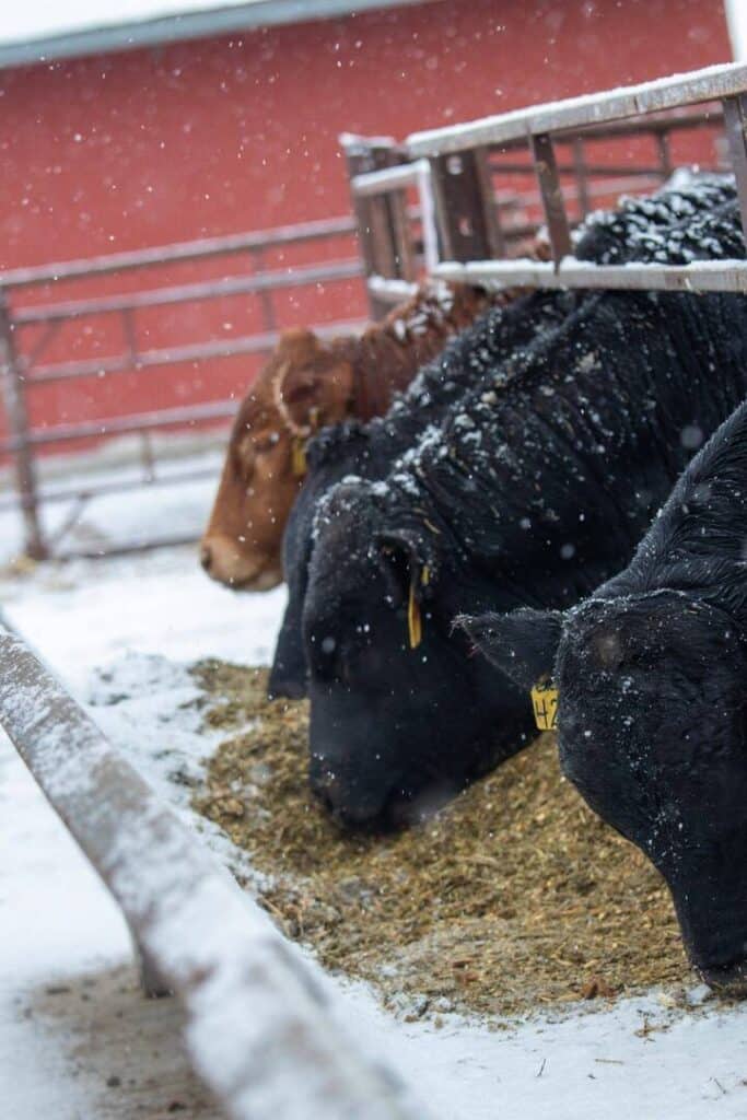 Cows with ear tags eating feed from a trough in a snowy outdoor pen, with snow falling and a red building in the background.