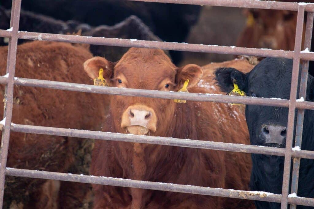 Several cows stand behind a metal fence with light snow on it. The cow in the center is reddish-brown and looking directly at the camera, with yellow ear tags, while a black cow is close beside it.