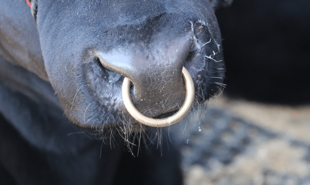 Close-up of a black cow’s nose with a metal ring piercing through its nostrils. The background is blurred, showing some straw and dark shadows.