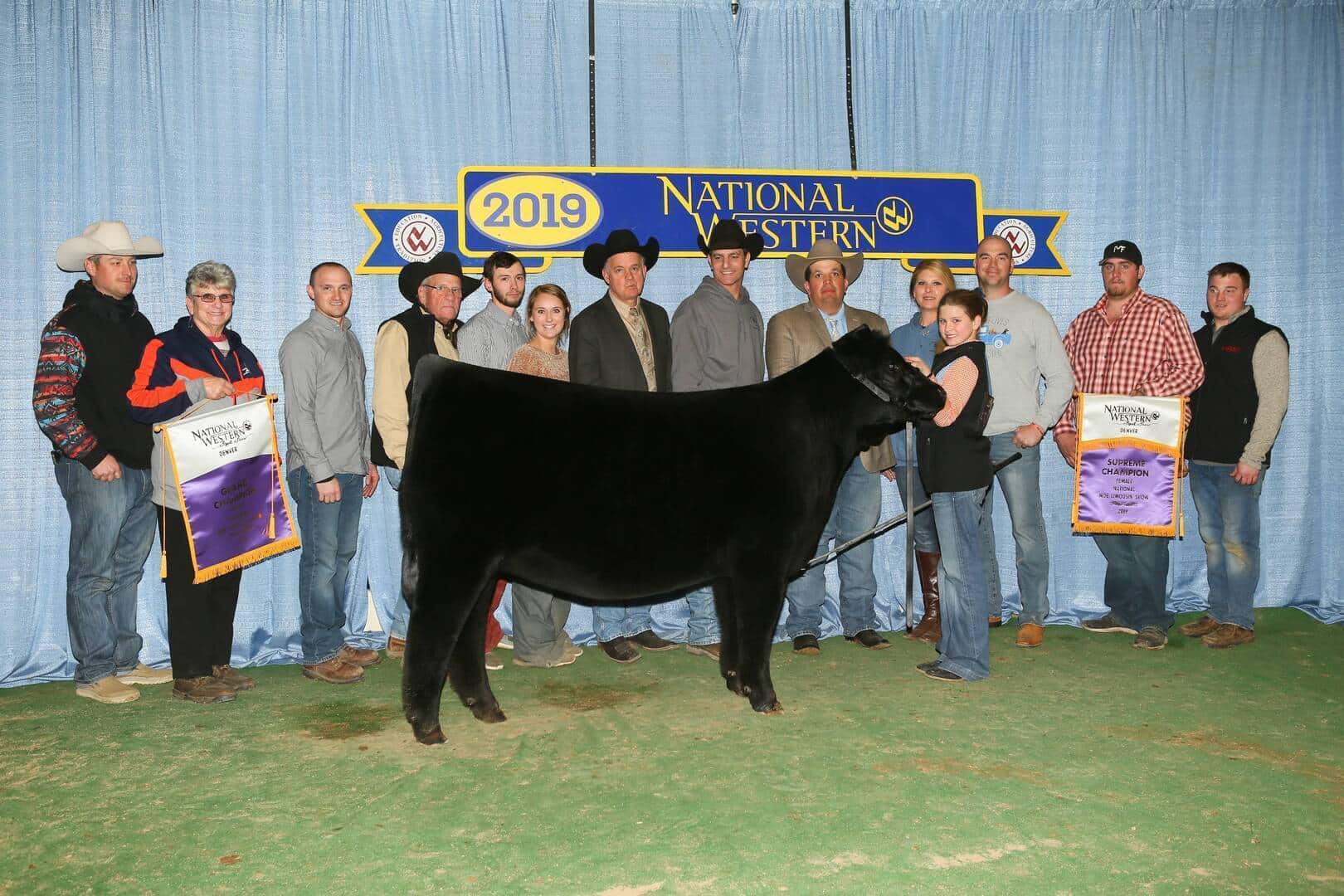 A group of people pose with a black cow in front of a blue curtain and a 2019 National Western sign. Some hold award banners, suggesting the cow has won a prize.
