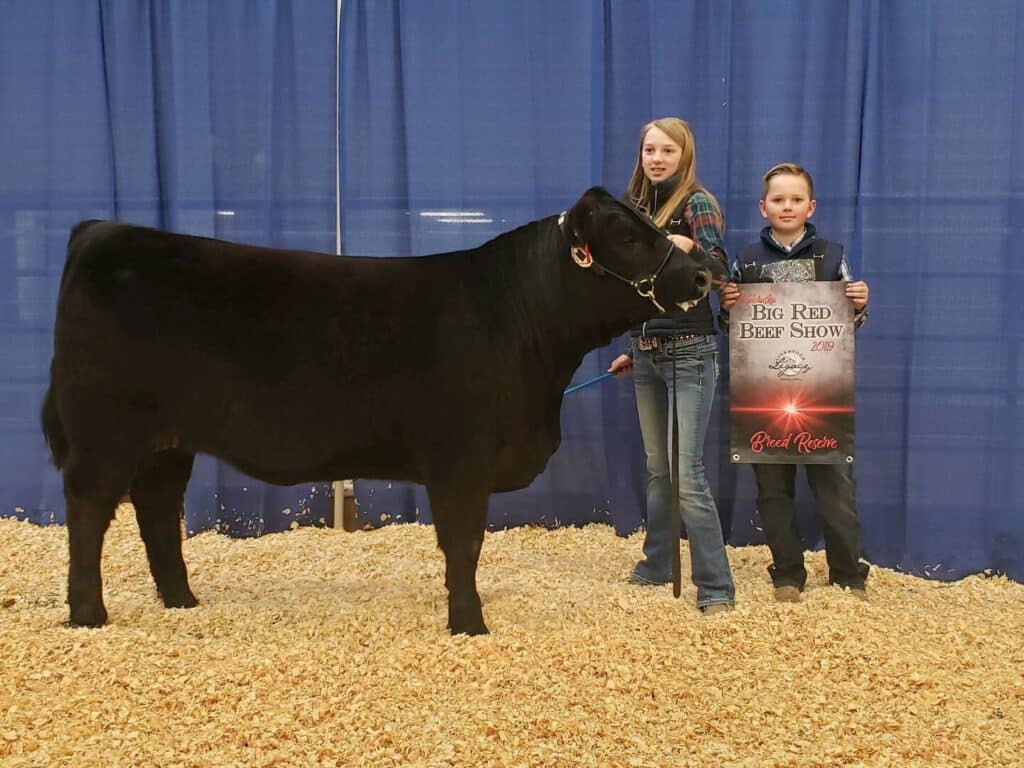 Two children stand next to a black cow in a show ring with wood shavings on the floor. One holds the cow’s lead, while the other holds a “Big Red Beef Show” award poster. A blue curtain hangs in the background.