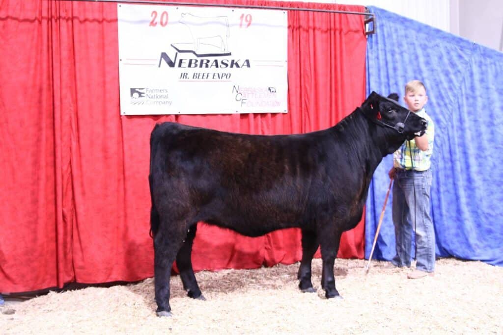 A young person stands next to a black calf in front of a red curtain and a sign reading Nebraska Jr. Beef Expo. The ground is covered in wood shavings.