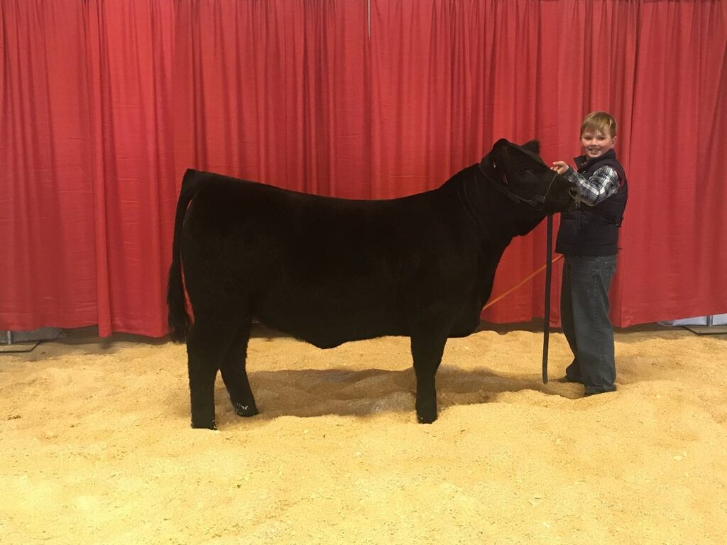 A person stands smiling next to a large black cow, holding its halter, in front of a red curtain and yellow sawdust-covered floor, likely at a livestock show.