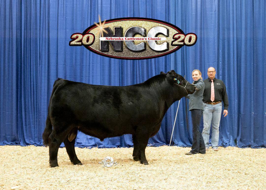 A black cow stands with two people at a livestock show in front of a blue curtain and a Nebraska Cattlemens Classic 2020 sign. The cow is on wood shavings, and one person holds its lead.