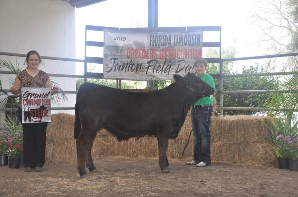 Two people stand on either side of a black steer in front of a banner reading Florida Limousin Breeders Association Junior Field Day. One holds a Grand Champion Steer 2019 sign; hay bales and plants are in the background.
