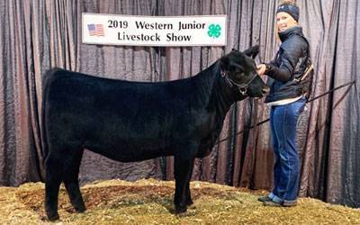 A person stands beside a black cow in front of a banner reading “2019 Western Junior Livestock Show.” The setting appears to be an indoor livestock show area with hay on the ground.