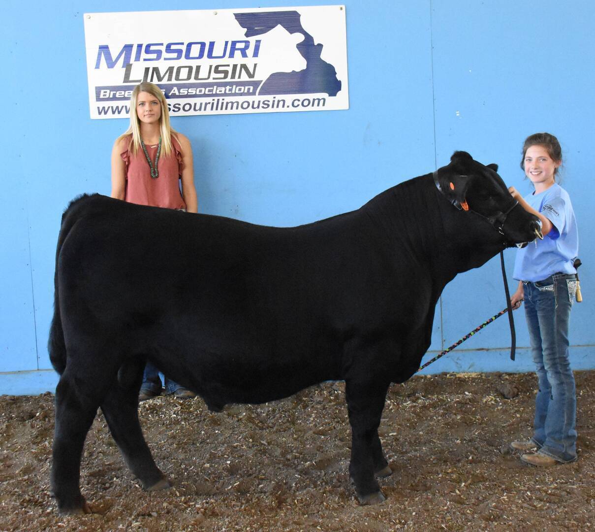 Two girls stand with a large black Limousin cow in front of a blue wall with a “Missouri Limousin Breeders Association” sign. One girl holds the cows halter while the other stands behind the animal.