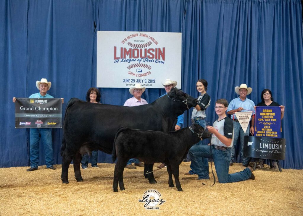 A group of people pose indoors with a black cow and calf. Two youths hold the animals while others hold banners reading “Grand Champion” at a Limousin cattle show. Blue curtains hang behind them.