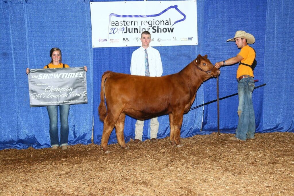 Three people pose with a brown cow at a livestock show. One person holds a banner reading Champion B&O American Female, while another holds the cows lead. A third stands behind the cow. A blue curtain and show sign are in the background.