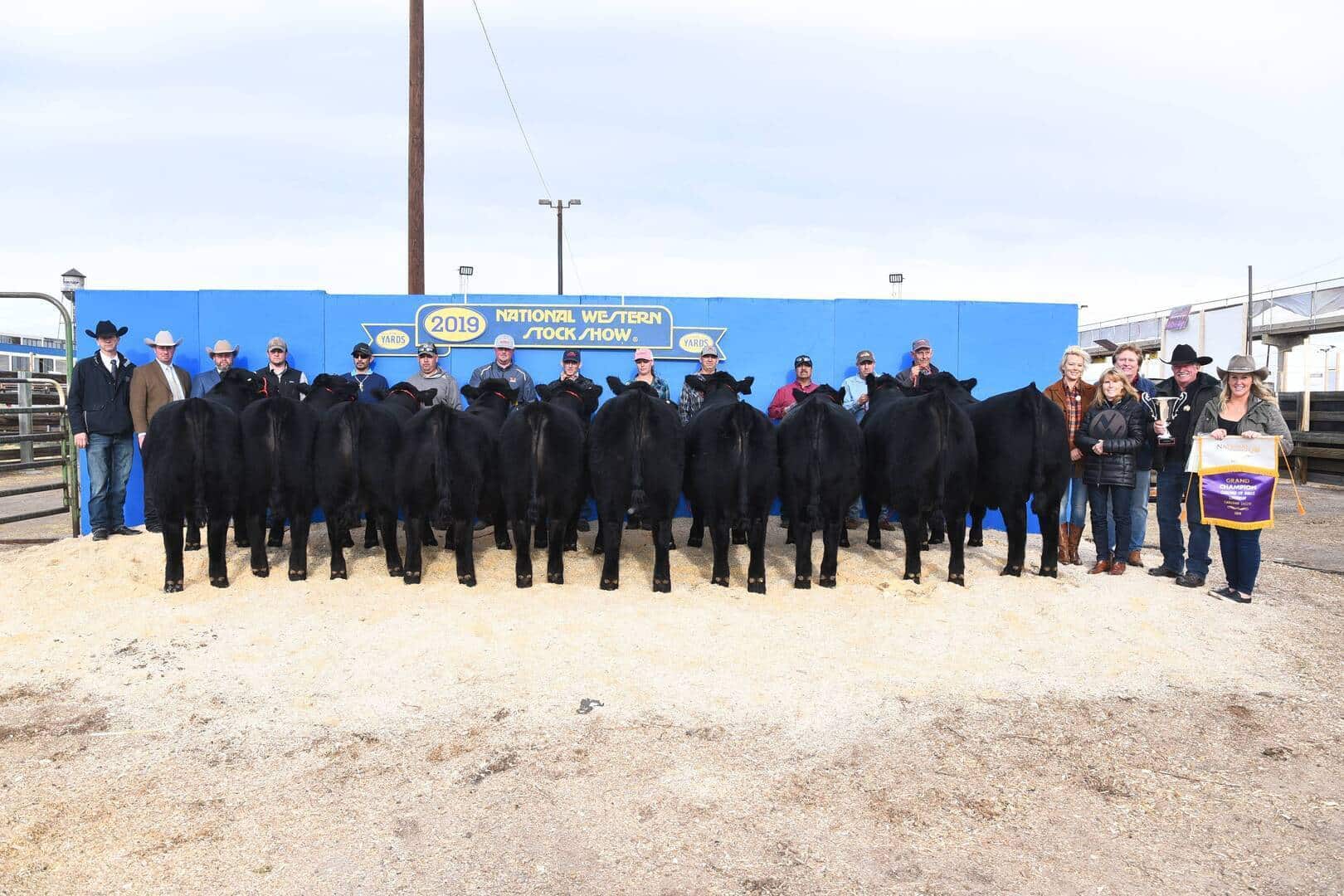 A group of people stands behind a row of black cattle at the 2019 National Western Stock Show, posing for a photo with a blue and yellow backdrop and award banners.
