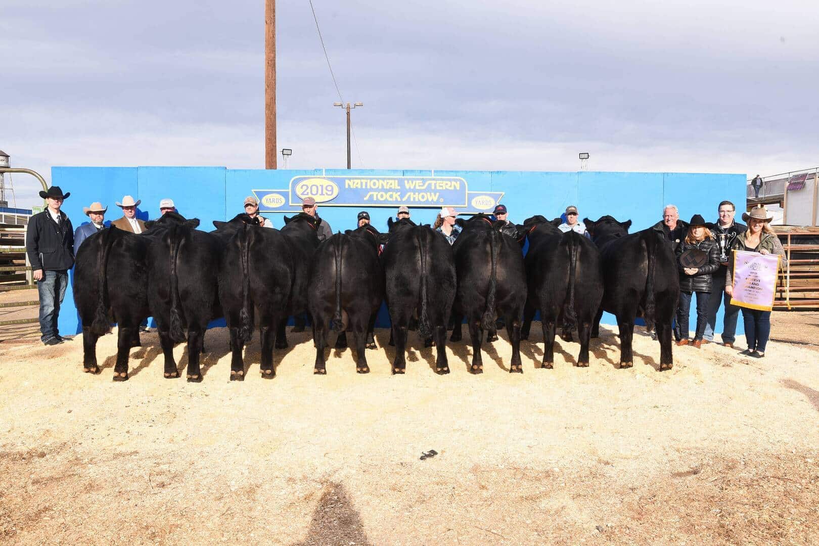 A group of people stand in a row behind eight black cattle, showing the animals’ backsides, in front of a blue sign reading 2019 National Western Stock Show.