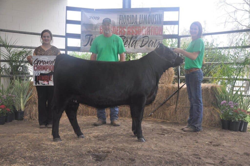 Three people stand with a black cow in front of a sign reading Florida Limousin Breeders Association. One person holds a banner that says Grand Champion 2019 Female. Hay bales and potted plants decorate the background.