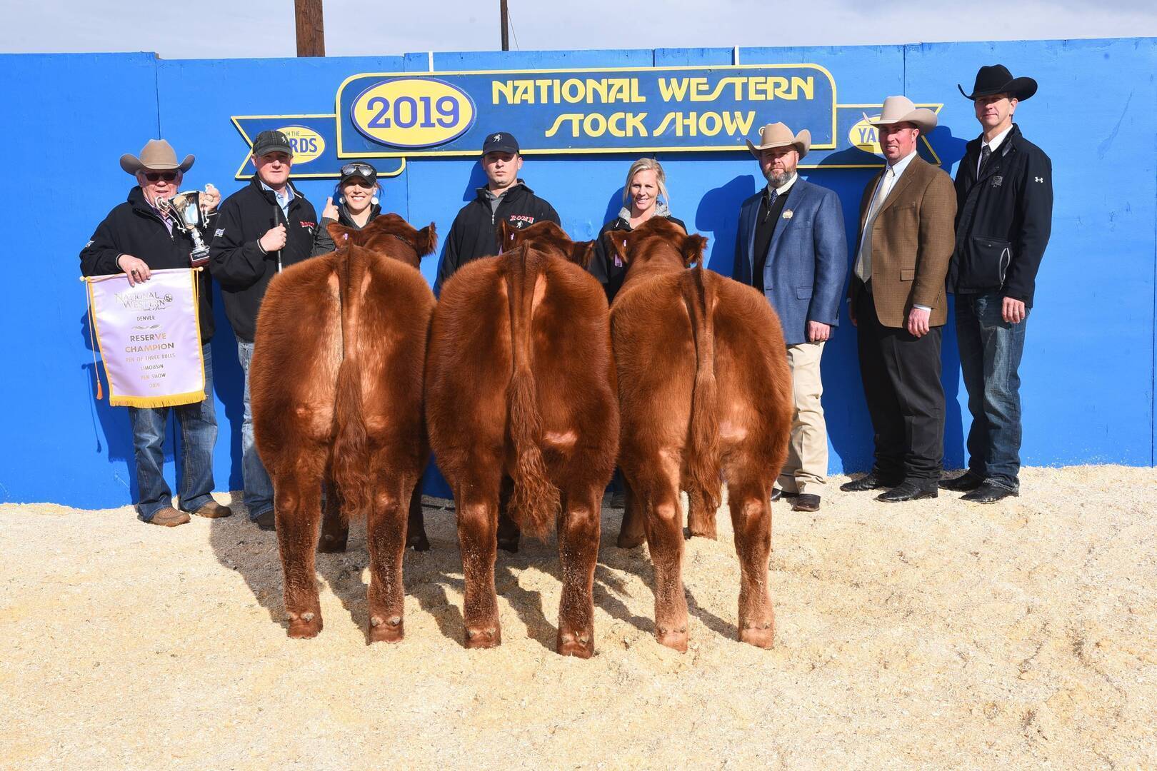 A group of people in western attire stand behind three brown cattle at the 2019 National Western Stock Show, posing in front of a blue backdrop with awards and a championship banner.
