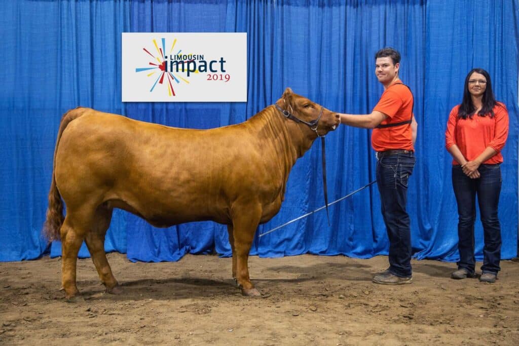 A man in an orange shirt holds a brown cow by a halter in front of a blue curtain with a woman in an orange shirt standing nearby. A sign behind them reads Limousin Impact 2019.
