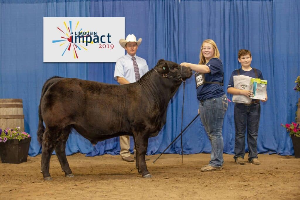 A girl holds a young black cow on a lead at a livestock show, while a man in a cowboy hat and a boy holding an award stand beside them. A sign reads Limousin Impact 2019 against a blue curtain backdrop.