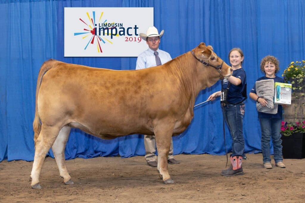 Three people pose with a light brown cow at the Limousin Impact 2019 event; a man in a cowboy hat stands behind while two smiling children hold the cow and an award, all against a blue backdrop.
