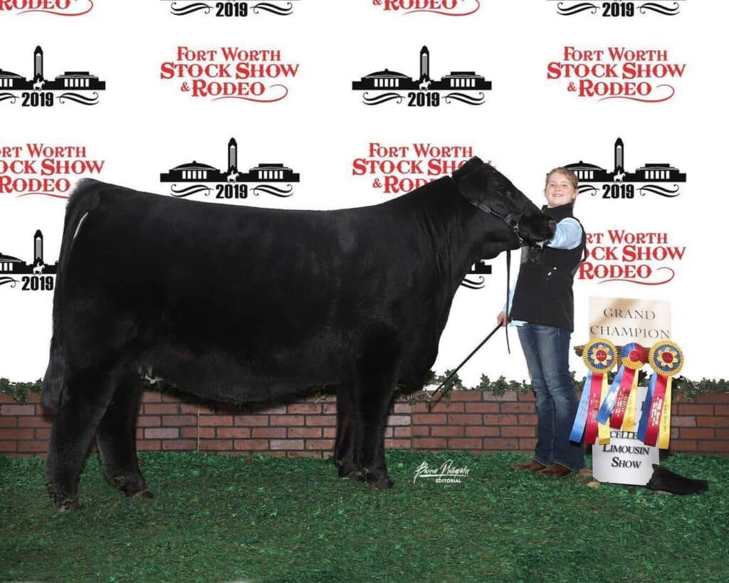 A person stands holding a black cow at the 2019 Fort Worth Stock Show & Rodeo. Ribbons and a Grand Champion Limousin Show sign are displayed next to them against a backdrop with event logos.