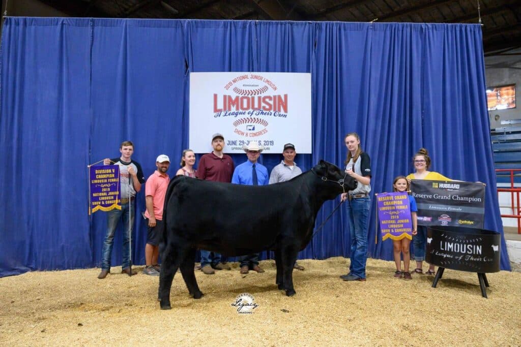 A group of people stand behind a black cow at a livestock show. Two large purple and yellow award banners are displayed, and a sign behind them reads “Limousin” with event details. The scene is indoors on a bed of straw.