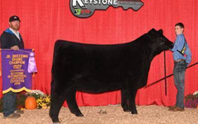 Two people stand with a black cow at a livestock show. One person holds a purple and yellow champion banner, while the other holds the cow’s lead. A red curtain and a sign that reads Keystone are in the background.