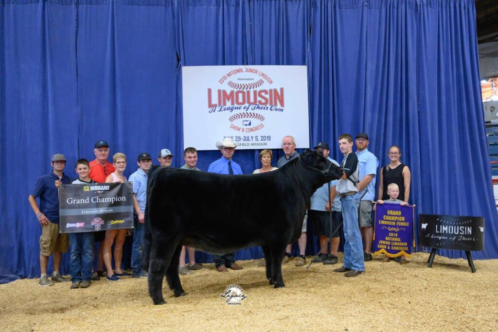 A group of people pose with a black cow in front of a blue curtain at a livestock show. Banners read “Limousin,” “Grand Champion,” and “Champion.” Some people hold awards and signs, smiling for the photo.