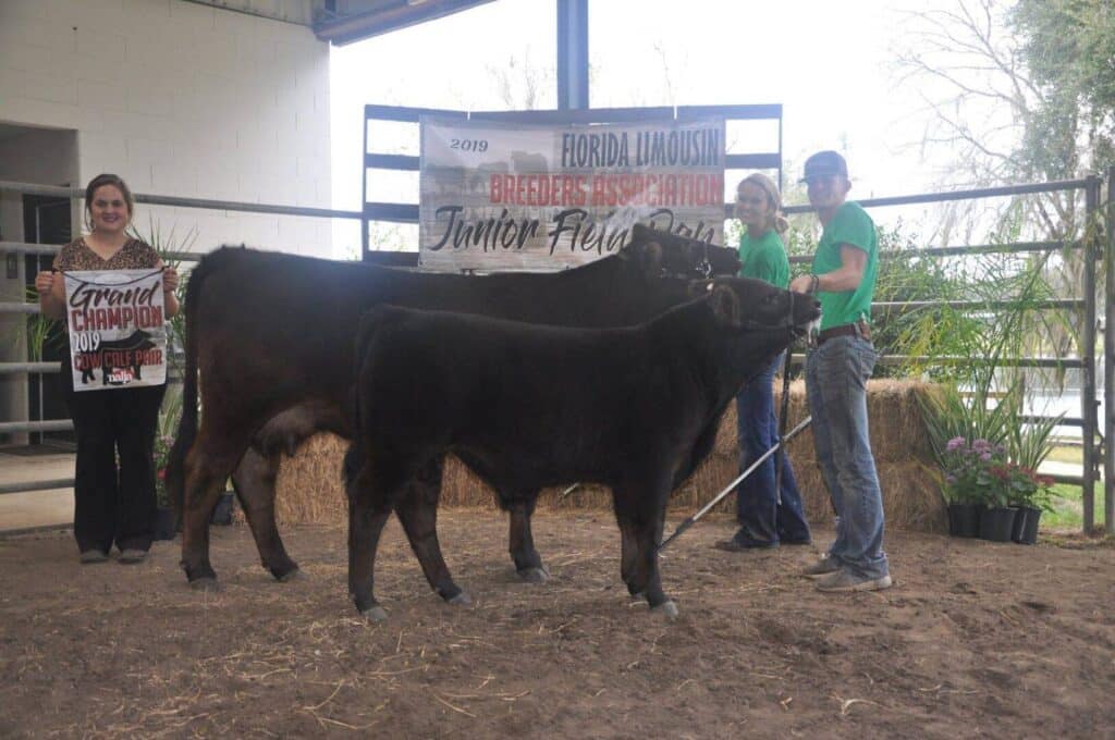 Four people stand with two black cows in a show ring. One person holds a Grand Champion sign. A banner behind them reads Florida Limousin Breeders Association Junior Field Day. Hay bales and plants decorate the setting.