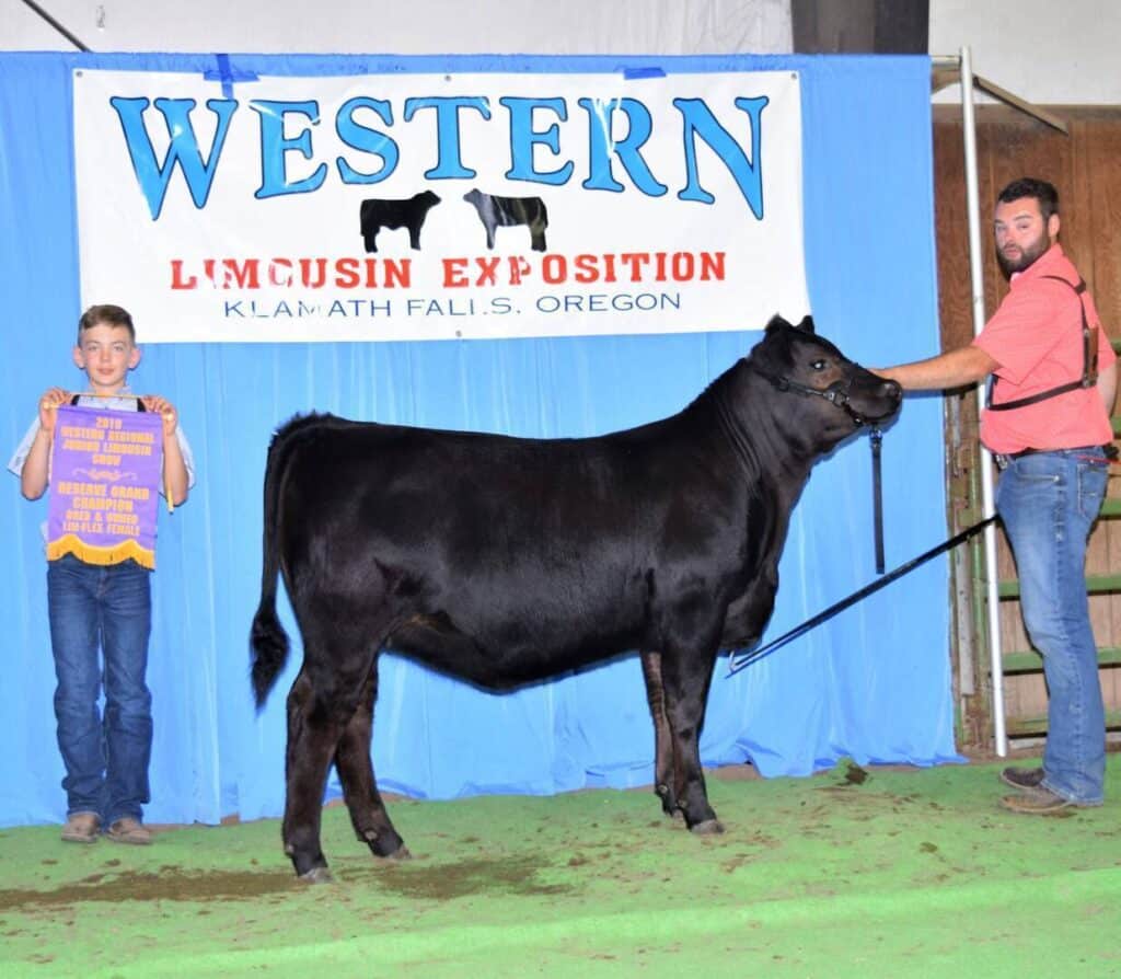 A young boy holds a purple award banner next to a man showing a black Limousin cow in front of a blue backdrop with a sign that reads “Western Limousin Exposition, Klamath Falls, Oregon.”.