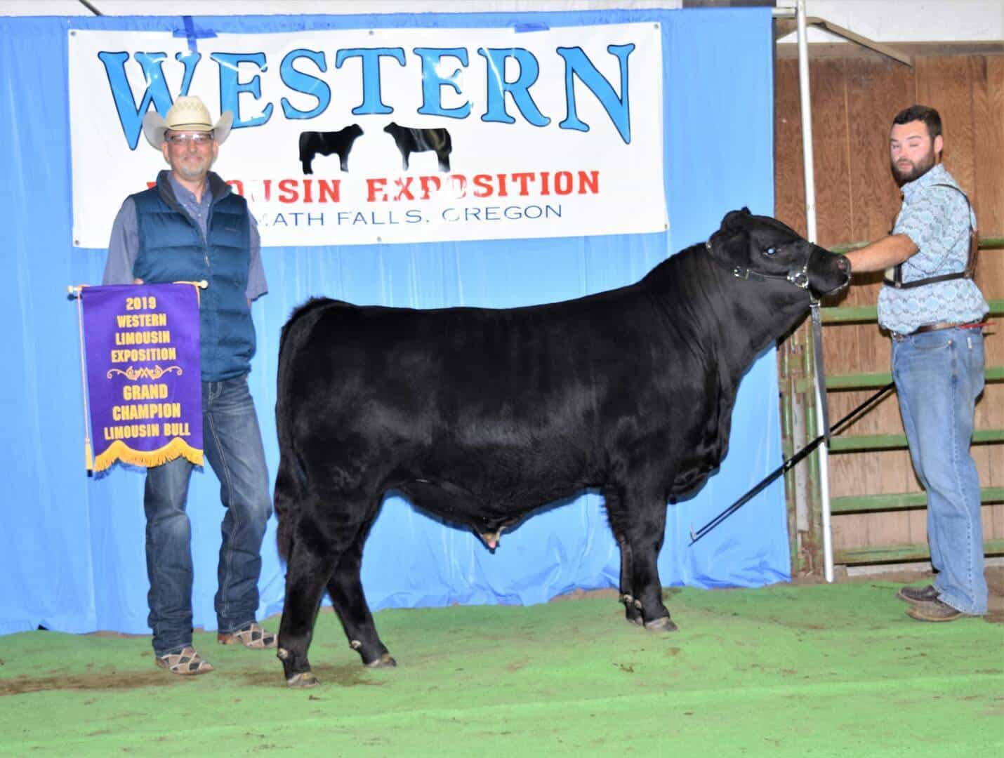 Two men pose with a black bull at a livestock expo. One holds a purple and yellow “Grand Champion Limousin Bull” banner. A sign behind them reads Western Limousin Exposition, Klamath Falls, Oregon.”.