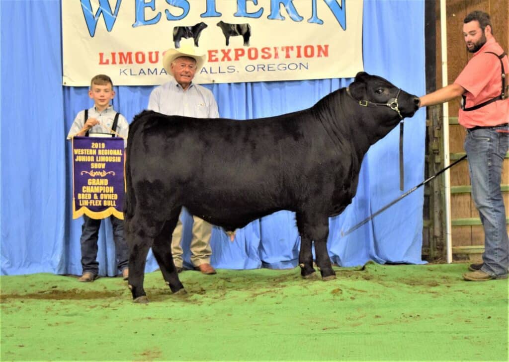 A boy holds a “2019 Grand Champion” banner beside a black bull at the Western Limousin Exposition. Two men stand nearby; one holds the bulls lead rope. A blue curtain and event sign are in the background.