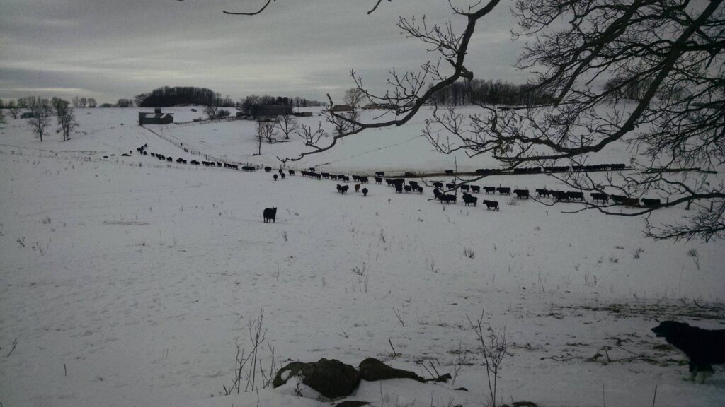 Cows walk in a long line across a snow-covered field under a cloudy sky, with bare trees in the foreground and a farmhouse and distant trees in the background.